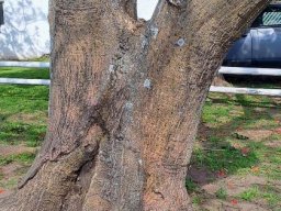 Erythrina afra old bole